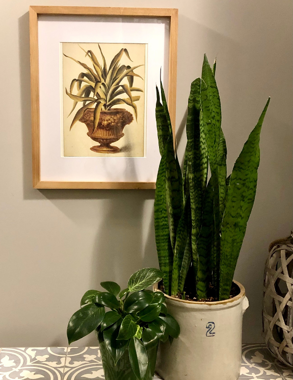 VINTAGE ITALIAN URN PRINT